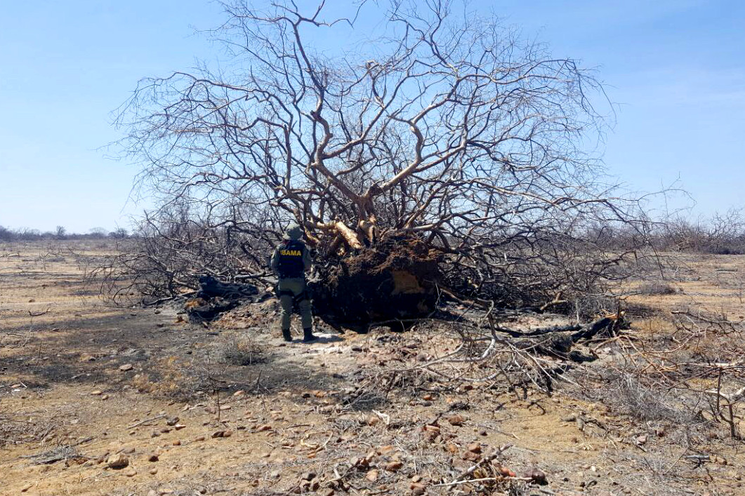 Agente ambiental fiscaliza propriedade rural no município de Casa Nova (BA)