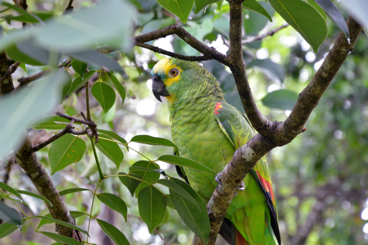 Papagaio devolvido à natureza pelo Cetas do Ibama em Goiás. Foto: Ibama