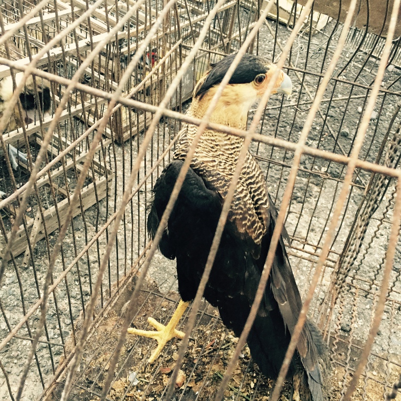 Ibama desativa depósitos do tráfico de fauna no interior do estado da Bahia