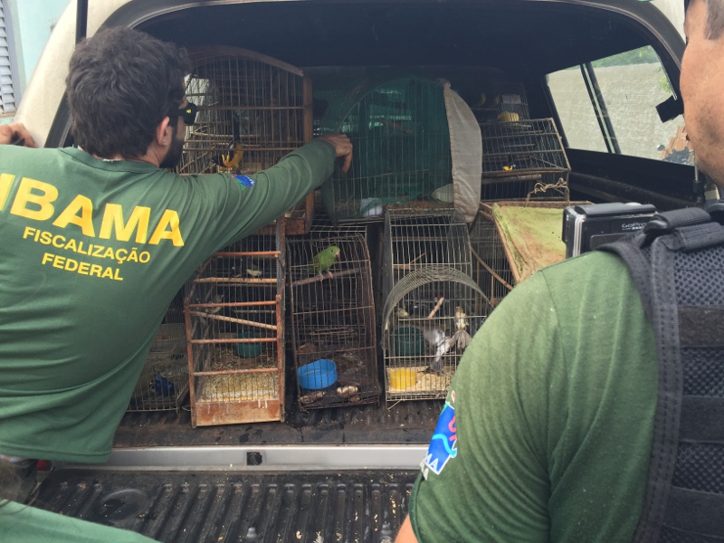 Ibama desativa depósitos do tráfico de fauna no interior do estado da Bahia