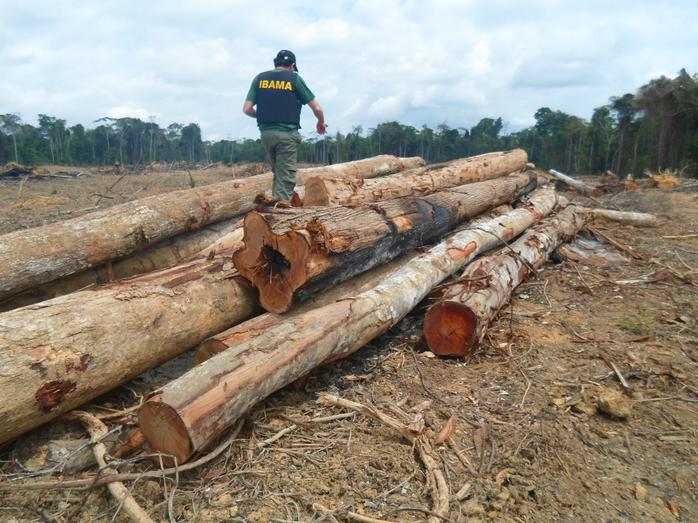 Ibama multa e embarga dois mil hectares em Paragominas e Ulianópolis, no Pará