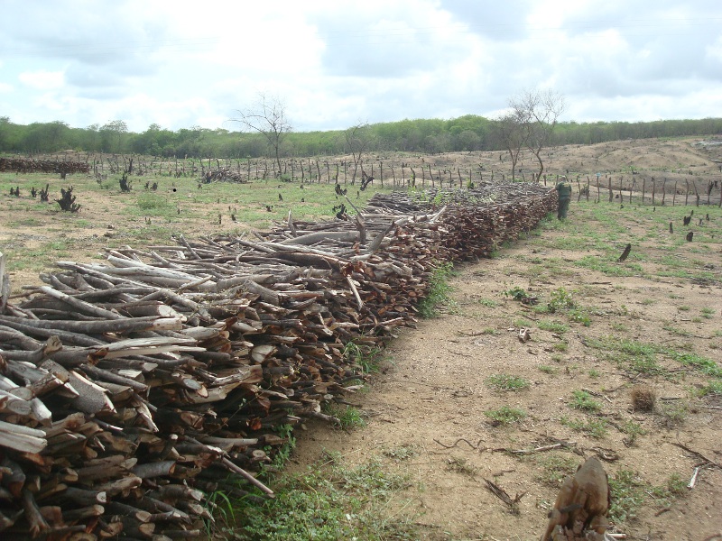 Ibama embarga 492 hectares desmatados ilegalmente na caatinga paraibana