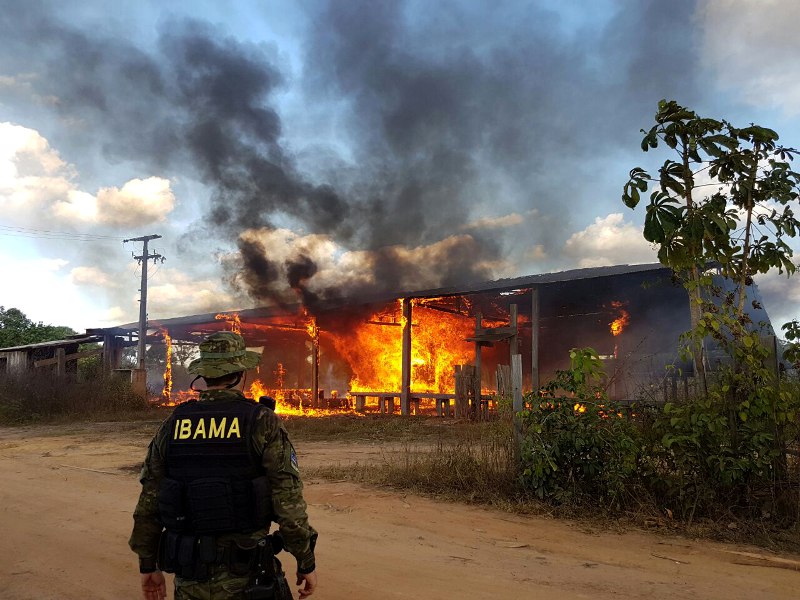 Ibama e PF realizam Operação Hymenaea no Maranhão e destroem 21 serrarias