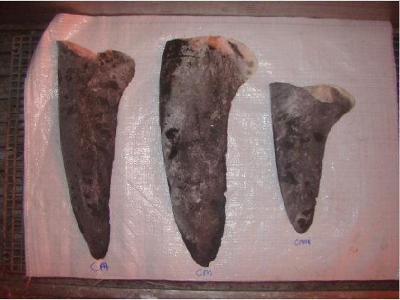 Finning: Ibama apreende mais de 5 toneladas de barbatanas de tubarão no RN, 21/10/2012