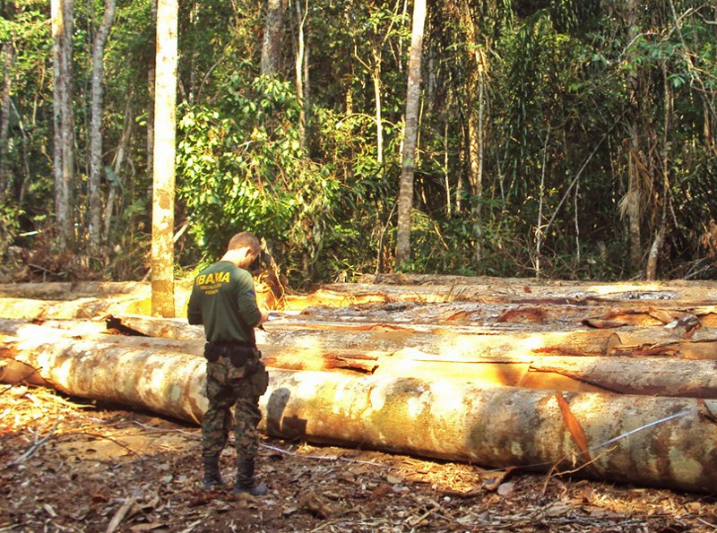 Ibama flagra grupo criminoso extraindo madeira de terra indígena em Mato Grosso