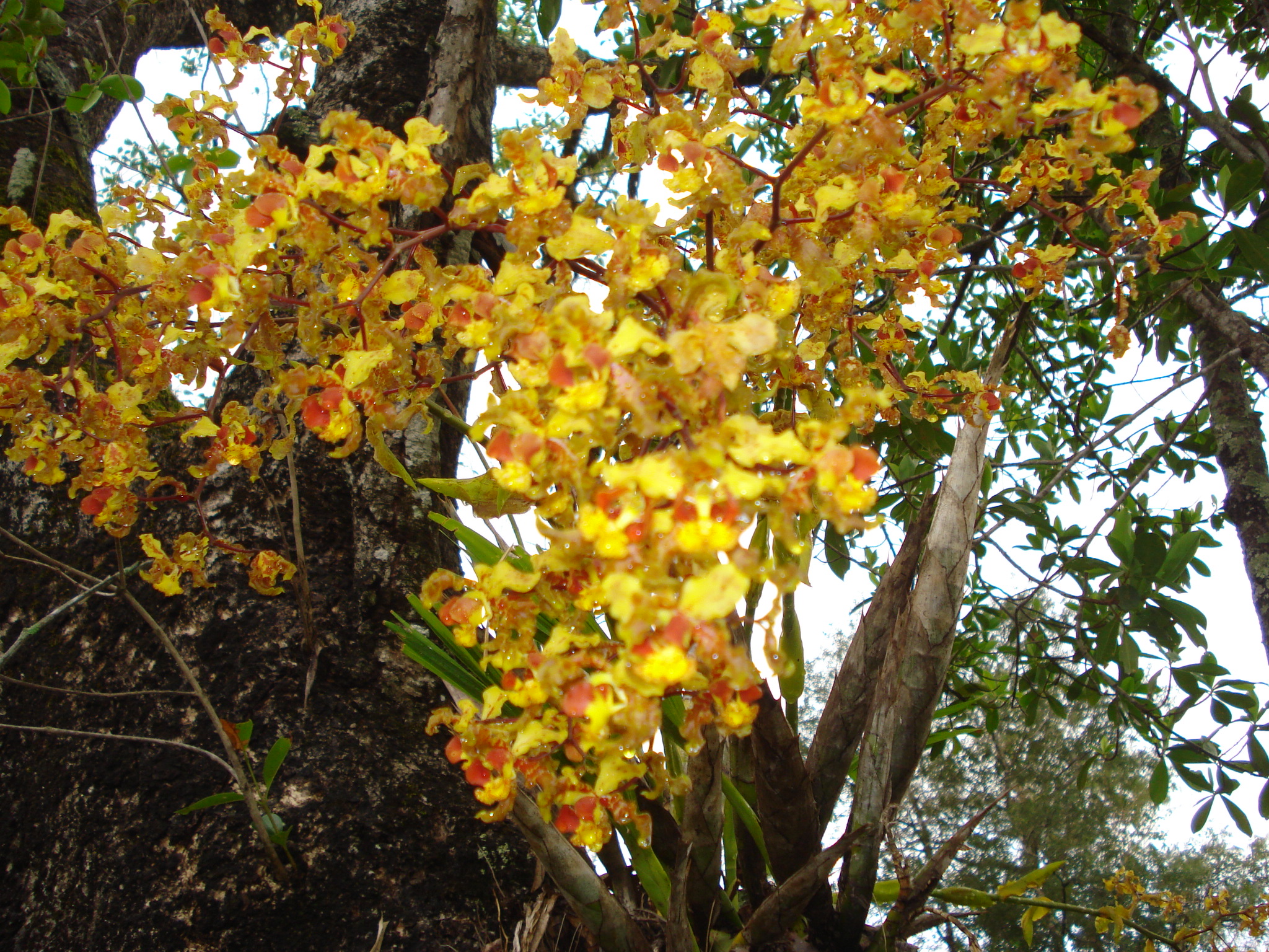 2011%2012%2008%20orqudea.jpg