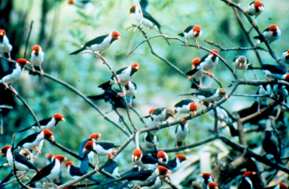 Aves |Pássaros (Passeriforme) 