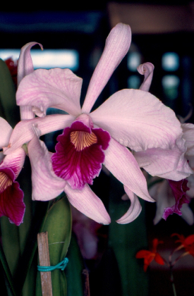 Ibama - Álbum: Meio Ambiente - Imagem: Orquídea ( Orchidaceae )