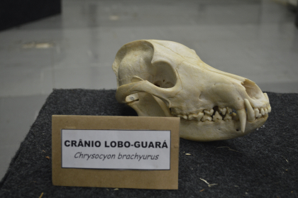 Exposição I CrÃ¢nio Lobo-Guará ( chrysocyon brachyurus )