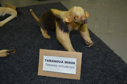 Animal Empalhado I Tamanduá-mirim ( Tamandua tetradactyla )