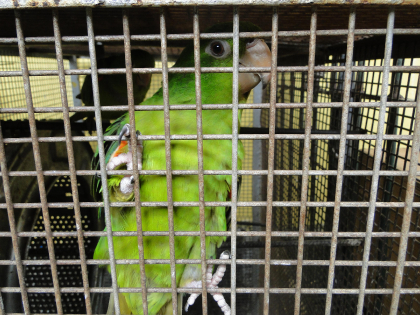Periquitão-maracanã  (Psittacara leucophthalmus) | Centro de Triagem de Animais Silvestres - CETAS - Recife/PE