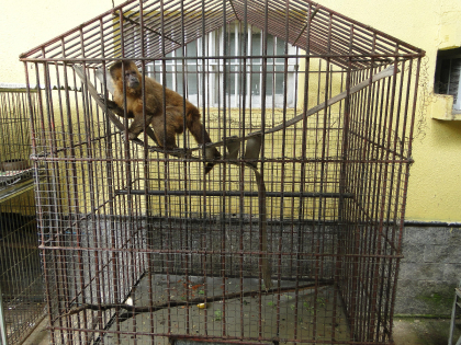 Macaco-prego (Sapajus sp) | Centro de Triagem de Animais Silvestres - CETAS - Recife/PE