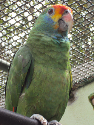 Papagaio-chauá (Amazona rhodocorytha) | Centro de Triagem de Animais Silvestres - CETAS - Governador Valadares/MG