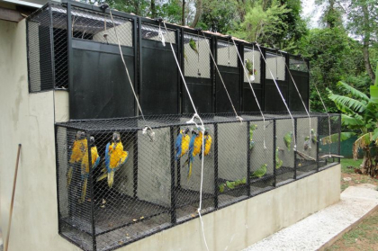Araras-canindé (Ara ararauna) e papagaios (Amazona sp) | Centro de Triagem de Animais Silvestres - CETAS - Mato Grosso do Sul/MS 