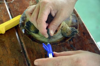 Inserção de microchip em Tartaruga-da-amazônia (Podocnemis expansa) | Mundo Novo/GO