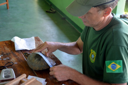 Biometria de Tartaruga-da-amazônia (Podocnemis expansa) | Mundo Novo/GO