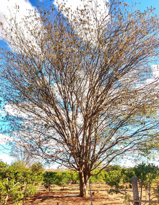 Aroeira - sertão baiano - em contraste com irrigação de pinhas