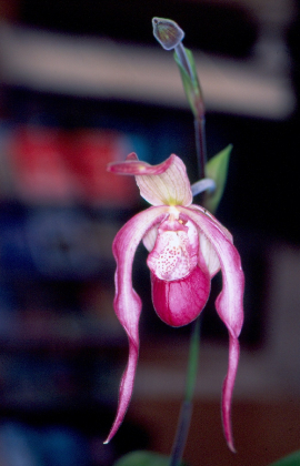 Orquídea ( Orchidaceae )