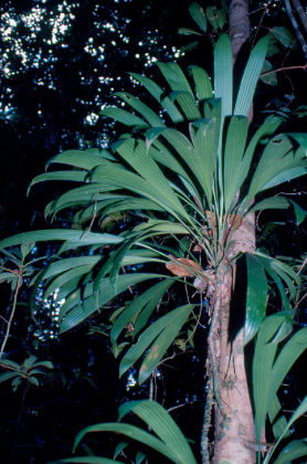 Palmeira | Parque Nacional do Parna do Pau Brasil
