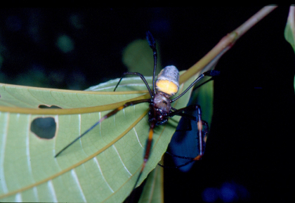 Aranha - aracnídeos (Arachnida) | Parna do Pau Brasil