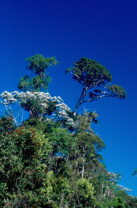 Árvores | Paisagem do Parque Nacional Pau Brasil - Bahia