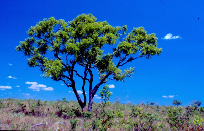 Árvore | Parque Estadual do Jalapão