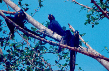 Arara-azul-grande (Anodorhynchus hyacinthinus) 