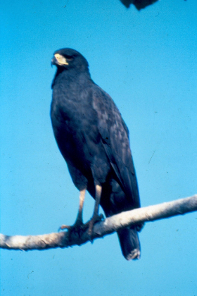 Gavião-preto (Buteogallus urubitinga)