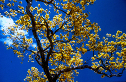 Árvore | Ipê Amarelo 