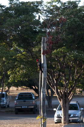 Pica-pau fotografado na sede do Ibama, em Brasília/DF