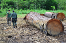 Operação de fiscalização verifica madeiras em toras | Terra Indígena Kaxarari/AM