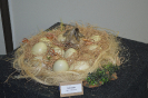 Animal Empalhado I ovos Ema ( rhea americana )