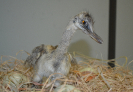 Animal Empalhado I Ema ( rhea americana )