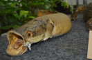 Animal Empalhado I Pirarucu (Arapaima gigas)