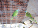 Papagaio-verdadeiro (Amazona aestiva) | Centro de Triagem de Animais Silvestres - CETAS - Lorena/SP