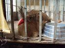 Seriema (Cariama cristata) | Centro de Triagem de Animais Silvestres - CETAS - Montes Claros/MG