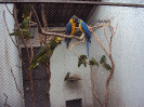 Arara-canindé (Ara ararauna) e papagaios-verdadeiros (Amazona aestiva) | Centro de Triagem de Animais Silvestres - CETAS - Montes Claros/MG