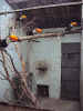 Tucano (Ramphastos toco) | Centro de Triagem de Animais Silvestres - CETAS - Montes Claros/MG