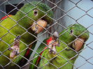 Periquitão-maracanã (Psittacara leucophthalmus) | Centro de Triagem de Animais Silvestres - CETAS - Montes Claros/MG