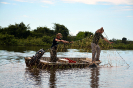 Captura de  Tartaruga-da-amazônia (Podocnemis expansa) | Mundo Novo/GO