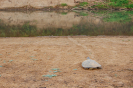 Tartaruga-da-amazônia (Podocnemis expansa) após desova | Mundo Novo/GO