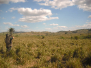 Licenciamento Ambiental Ibama | Linha de Transmissão, LT Xingu-Miracema