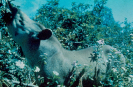 Anta | Tapirus terrestris