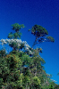 Árvores | Paisagem do Parque Nacional Pau Brasil - Bahia