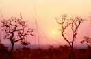  Cerrado | Parque Nacional de Brasília