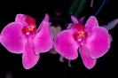 Orquídea ( Orchidaceae )