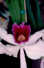 Orquídea ( Orchidaceae )