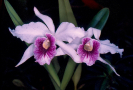 Orquídea ( Orchidaceae )