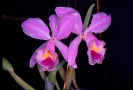 Orquídea ( Orchidaceae )