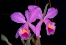 Orquídea ( Orchidaceae )